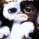 Gizmo, seen binging the first season of The Mandalorian.